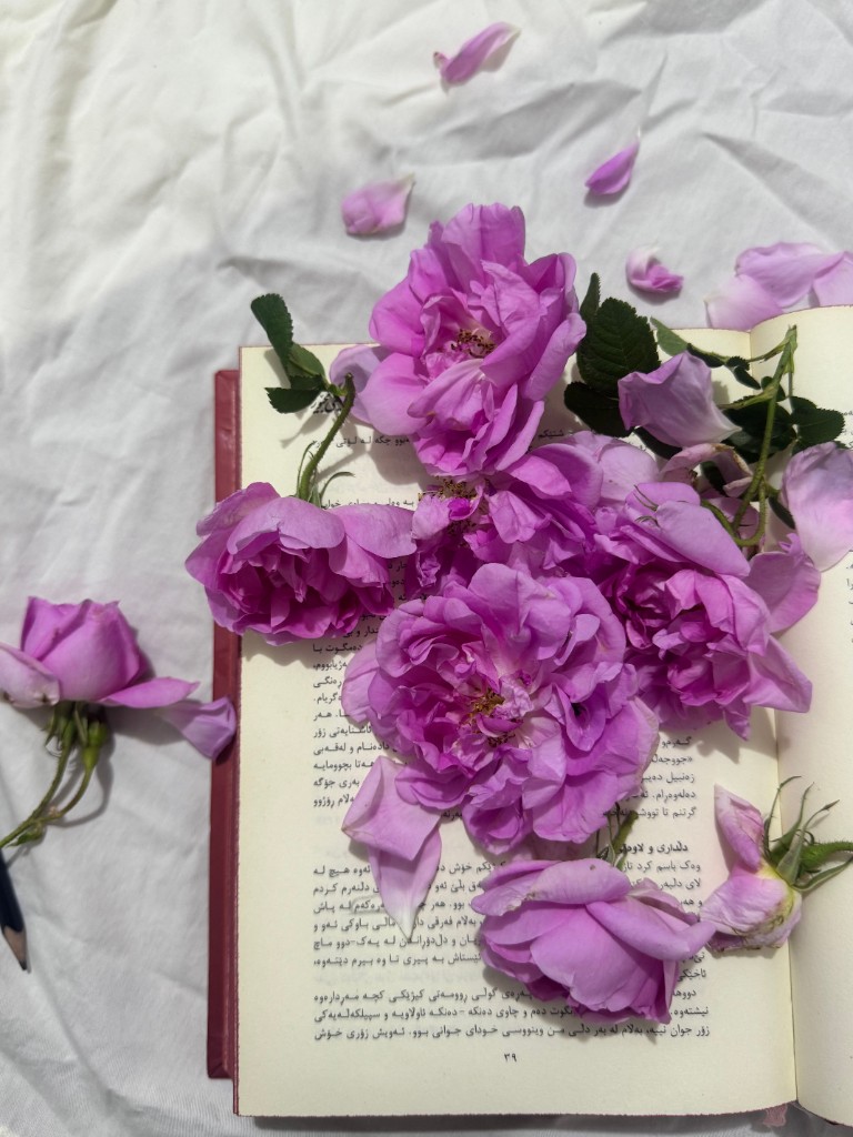 Pink roses resting on an open book on white fabric